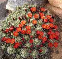 Barrel cactus in bloom