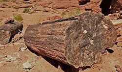 Petrified Wood